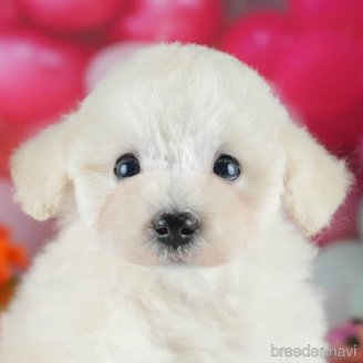 販売中の茨城県のトイプードル-393907の10枚目