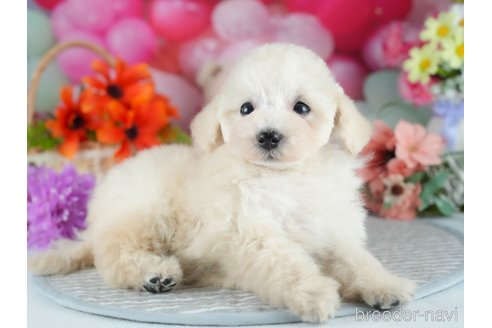 販売中の茨城県のトイプードル-393907の8枚目