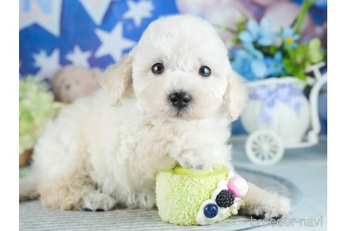 販売中の茨城県のトイプードル-393905の5枚目