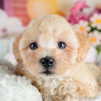 販売中の茨城県のミックス犬-393903の7枚目