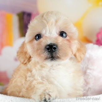 販売中の茨城県のミックス犬-393903