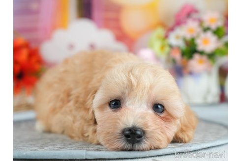販売中の茨城県のミックス犬-393903の8枚目