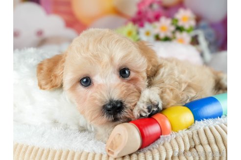 販売中の茨城県のミックス犬-393903の9枚目