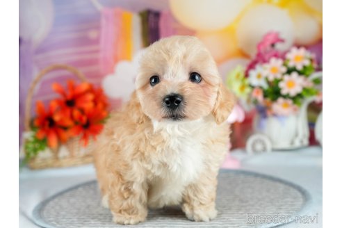 販売中の茨城県のミックス犬-393903の10枚目