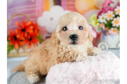 販売中の茨城県のミックス犬-393903の6枚目