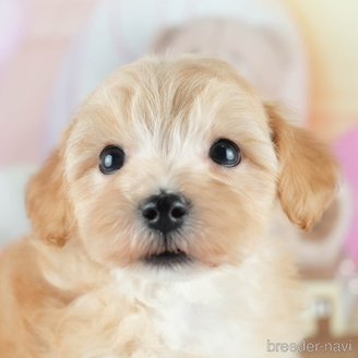 販売中の茨城県のミックス犬-393901