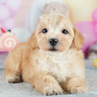 販売中の茨城県のミックス犬-393901の5枚目
