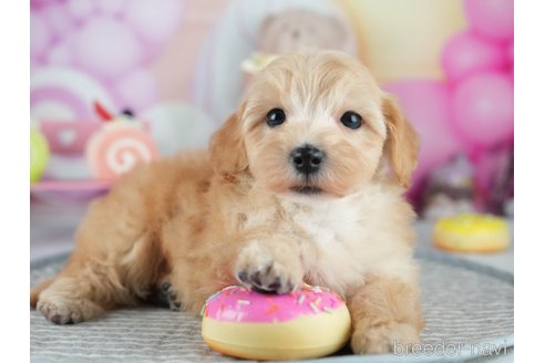 販売中の茨城県のミックス犬-393901の7枚目