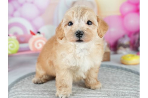 販売中の茨城県のミックス犬-393901の6枚目