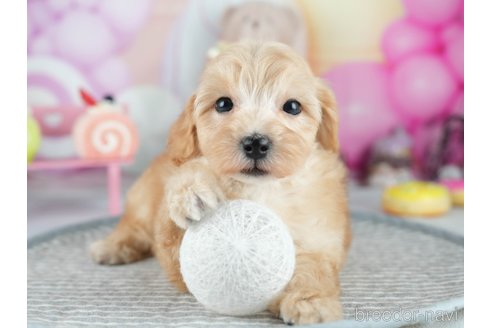 販売中の茨城県のミックス犬-393901の9枚目