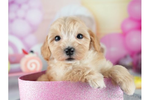 販売中の茨城県のミックス犬-393901の8枚目