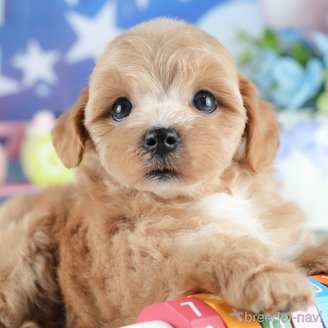 販売中の茨城県のミックス犬-393900