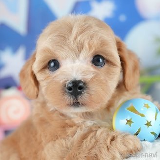 販売中の茨城県のミックス犬-393900の6枚目