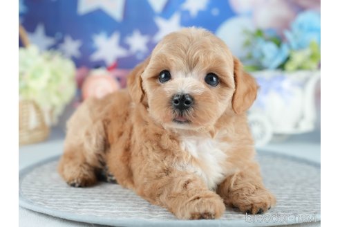 販売中の茨城県のミックス犬-393900の5枚目