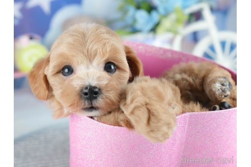 販売中の茨城県のミックス犬-393900の9枚目