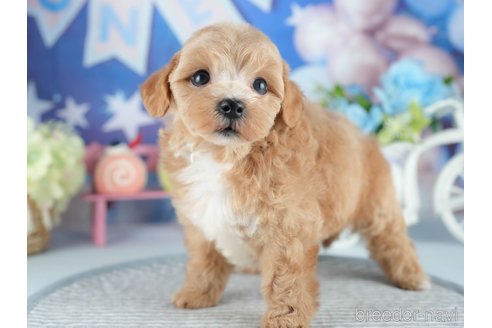 販売中の茨城県のミックス犬-393900の10枚目