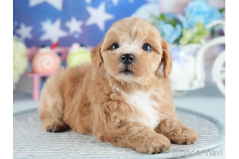 販売中の茨城県のミックス犬-393900の7枚目
