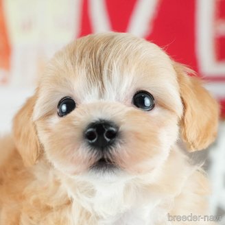 販売中の茨城県のミックス犬-393899の1枚目
