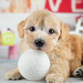 販売中の茨城県のミックス犬-393899の6枚目