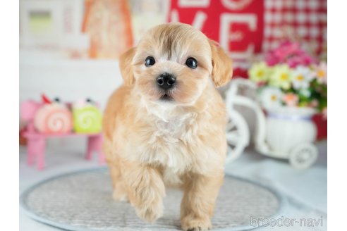 販売中の茨城県のミックス犬-393899の10枚目