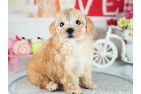 販売中の茨城県のミックス犬-393899の9枚目