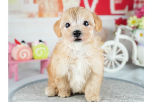 販売中の茨城県のミックス犬-393899の7枚目