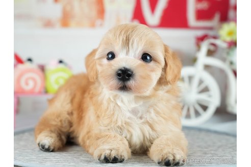 販売中の茨城県のミックス犬-393899の8枚目