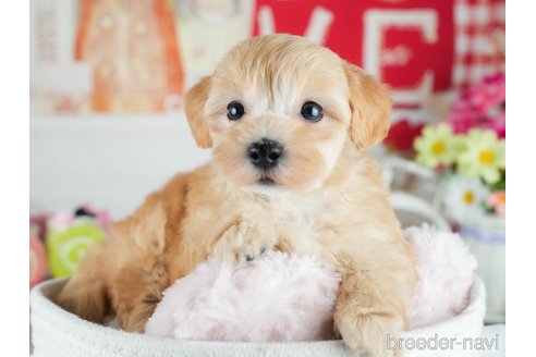 販売中の茨城県のミックス犬-393899の5枚目