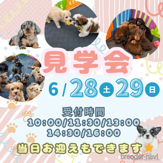 販売中の茨城県のミックス犬-393899の4枚目