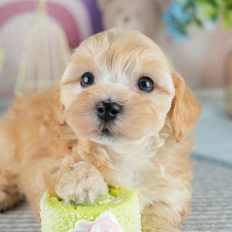 販売中の茨城県のミックス犬-393898の5枚目
