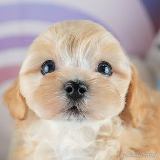 販売中の茨城県のミックス犬-393898の1枚目