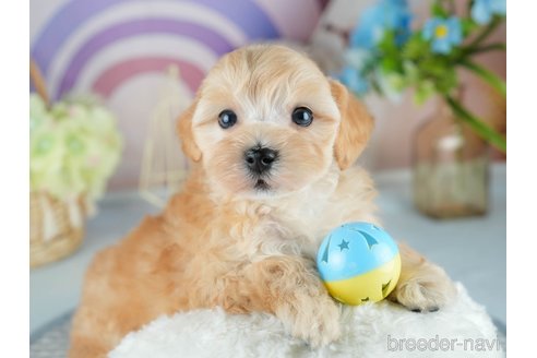販売中の茨城県のミックス犬-393898の7枚目