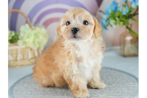 販売中の茨城県のミックス犬-393898の6枚目