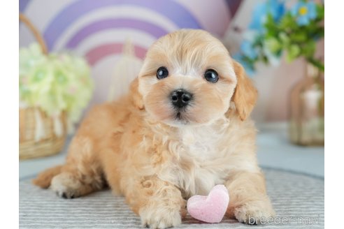 販売中の茨城県のミックス犬-393898の9枚目