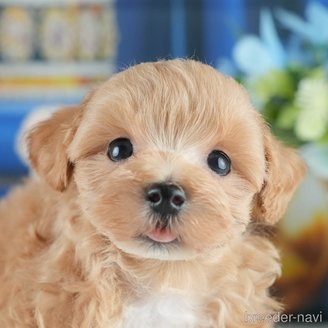 販売中の茨城県のミックス犬-393893の1枚目