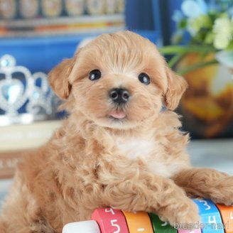 販売中の茨城県のミックス犬-393893の10枚目