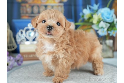販売中の茨城県のミックス犬-393893の5枚目