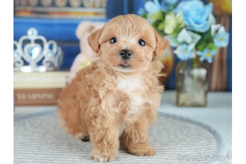 販売中の茨城県のミックス犬-393893の7枚目