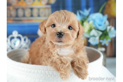 販売中の茨城県のミックス犬-393893の6枚目
