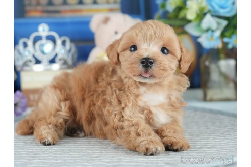 販売中の茨城県のミックス犬-393893の9枚目