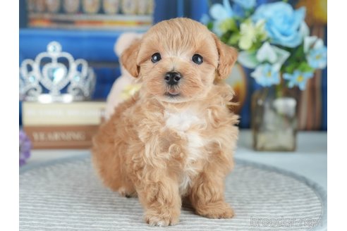 販売中の茨城県のミックス犬-393893の8枚目