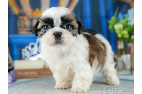 販売中の茨城県のシーズー-393889の7枚目