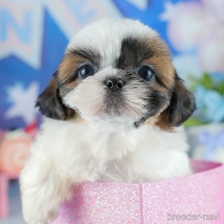 販売中の茨城県のシーズー-393888の1枚目