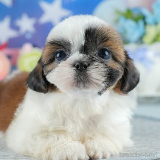 販売中の茨城県のシーズー-393888の9枚目