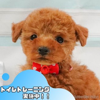 販売中の静岡県のタイニープードル-395201