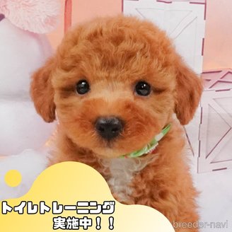 成約済の静岡県のトイプードル-395203の1枚目