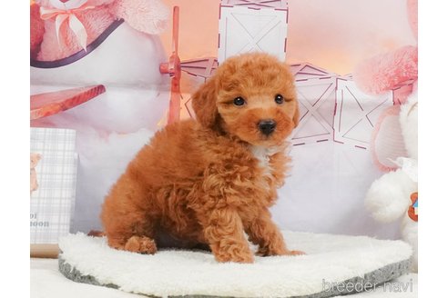 成約済の静岡県のトイプードル-395203の12枚目