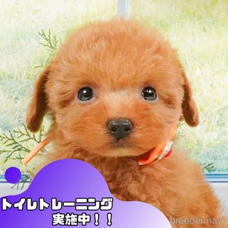 販売中の静岡県のタイニープードル-395205の1枚目