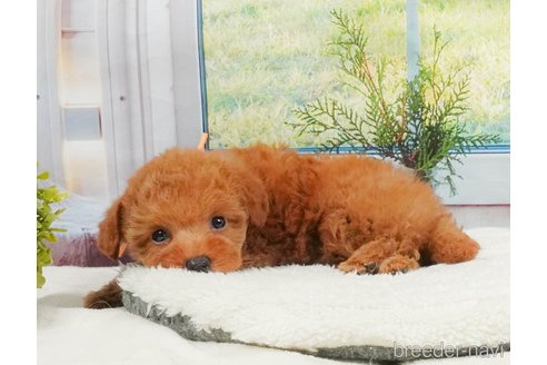 販売中の静岡県のタイニープードル-395205の8枚目