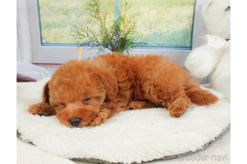 販売中の静岡県のタイニープードル-395205の7枚目